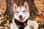 countrypawspack