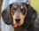 meetmortythesausage