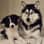 Bellathehuskydoggo
