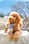Sir_Elton_Goldendoodle