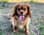 Penny_the_Cavie