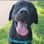 cynder_the_blacklab