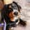 peach_the_bernese_mountain_dog