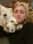 hunsandhounds