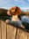 beagle_olaf