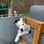 Bordercollie_spock