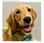 luna.thegoldenretrieverpr