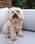melle.the.maltipoo