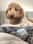 Goldendoodle_noodles
