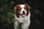 mexx_the_aussie