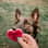 lottie_gsd_dog