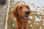 murphythetherapydogg