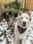 adventures_of_fenn_and_odie