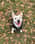 rocky_white_staffy