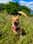 island_pup_roo