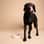 moos_the_black_lab