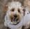 itsbearthelabradoodle