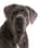 skye.thecanecorsogirl