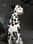 ZeroTheHeroDalmatian