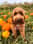 Arlothecockapoo_uk