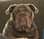 Sir_Macksimus