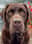 labrador.chocolate.charlie