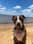 my.pawfect.pup