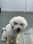 bubblethemaltipoo