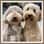 dutch_labradoodles