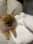 kapri.the.pom