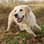 Semmy.goldenretriever