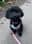 betty_b_maltipoo