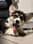 apollo_the.corgi1