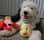 milos.fluffin.world
