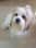 lhasaapso_pixie