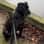 Enzo_the_cane_corso_