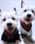 Bailey.hailey.westies