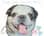 The Artisan Pug