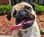 eddiepug2024