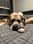 scoob.the.great.dane