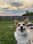 willow_thenashvillecorgi