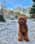 Pelle.cavapoo