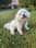 pegasusthemaltese