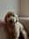 archiethedoodiliciousdoodle