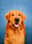 rocketgoldenretriever