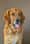 theadventuresoffinnthegolden