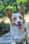Winnie_the_corgiii