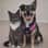 the_pet_detectives