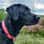 nora_the_labrador