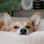 thatcorgisawyer